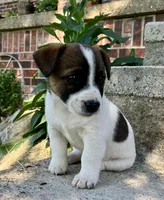 Jax , a male Jack Russell Terrier for sale in Viola, AR – 9 of 10