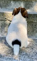Zipper, a male Jack Russell Terrier for sale in Viola, AR – 6 of 8