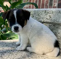 Zipper, a male Jack Russell Terrier for sale in Viola, AR – 2 of 8