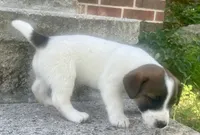 Jax , a male Jack Russell Terrier for sale in Viola, AR – 7 of 10