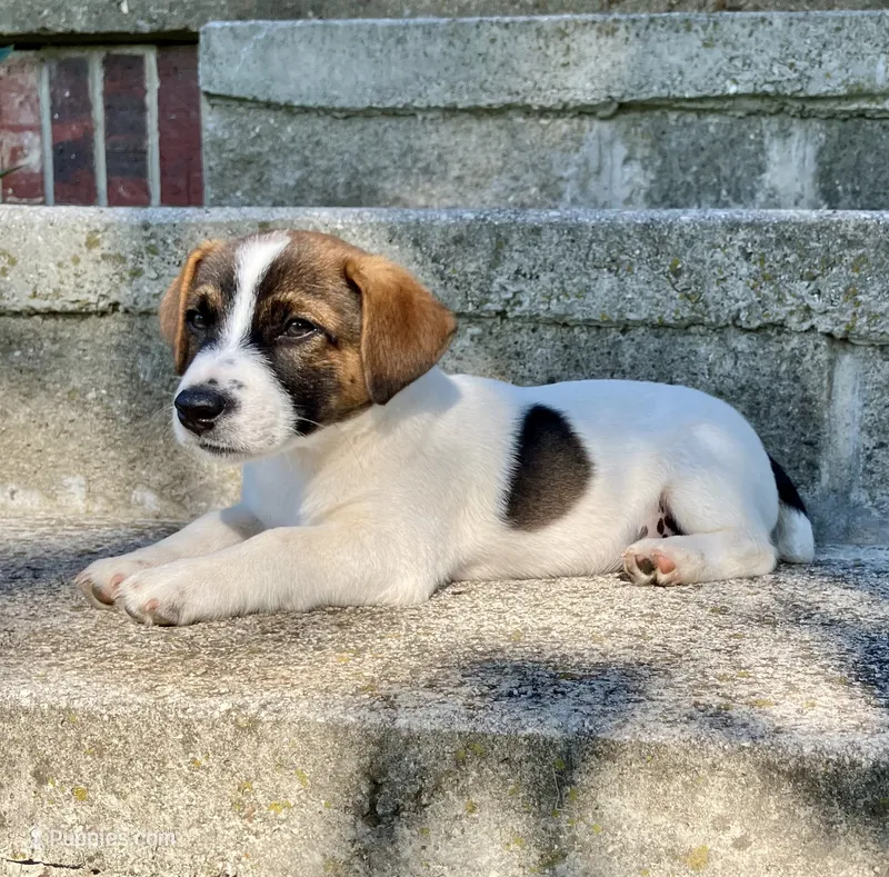 Jax  – Jack Russell Terrier puppy for sale in Viola, AR
