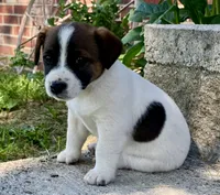 Jax , a male Jack Russell Terrier for sale in Viola, AR – 3 of 10