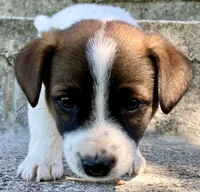 Jax , a male Jack Russell Terrier for sale in Viola, AR – 4 of 10