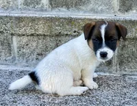 Zipper, a male Jack Russell Terrier for sale in Viola, AR – 7 of 8