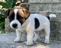 Jax , a male Jack Russell Terrier for sale in Viola, AR – 5 of 10