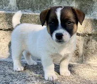Jax , a male Jack Russell Terrier for sale in Viola, AR – 2 of 10