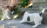 Jax , a male Jack Russell Terrier for sale in Viola, AR – 6 of 10