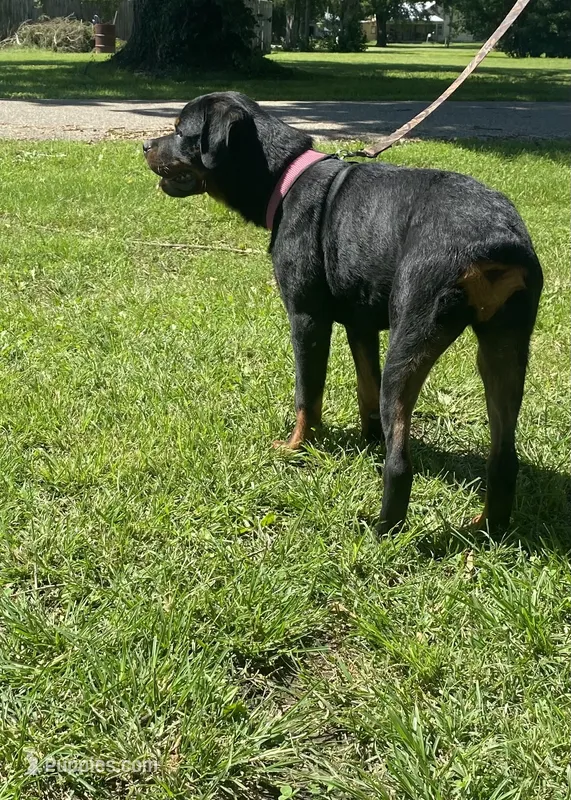 Helga – Rottweiler puppy for sale in Chrisman, IL