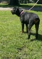 Helga, a female Rottweiler for sale in Chrisman, IL – 1 of 4