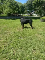 Helga, a female Rottweiler for sale in Chrisman, IL – 4 of 4