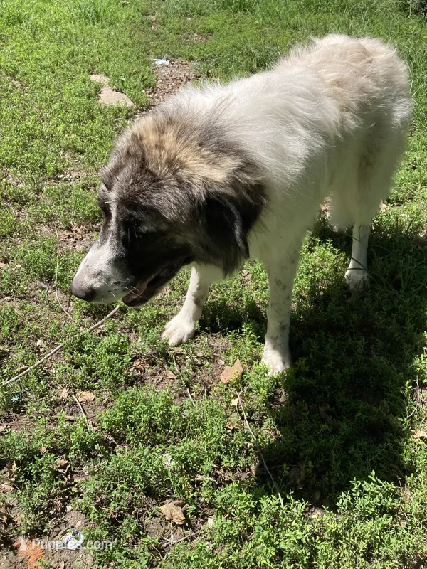 Sage – Anatolian Shepherd Dog, Great Pyrenees puppy for sale in Chrisman, IL
