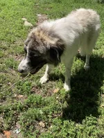 Sage, a female Anatolian Shepherd Dog and Great Pyrenees for sale in Chrisman, IL – 1 of 1