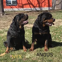 Dozer, a male Rottweiler for sale in Chrisman, IL – Photo 3 of 5