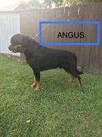 Dozer, a male Rottweiler for sale in Chrisman, IL – Photo 5 of 5