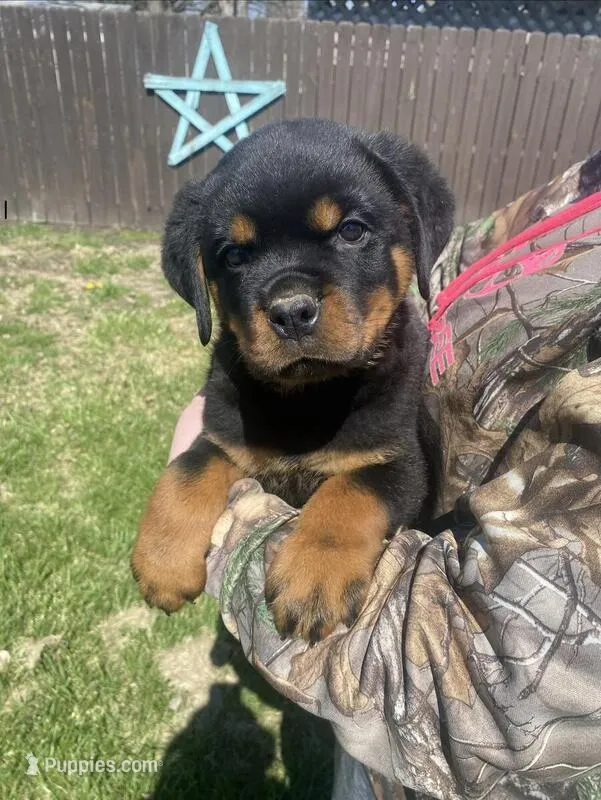 Dozer, a male Rottweiler for sale in Chrisman, IL – Photo 1 of 5