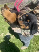 Dozer, a male Rottweiler for sale in Chrisman, IL – Photo 2 of 5