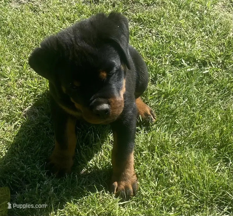 Dozer – Rottweiler puppy for sale in Chrisman, IL