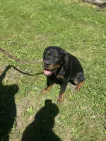 Helga, a female Rottweiler for sale in Chrisman, IL – 3 of 4
