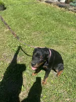 Helga, a female Rottweiler for sale in Chrisman, IL – 2 of 4