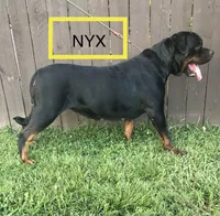 Helga, a female Rottweiler for sale in Chrisman, IL – Photo 6 of 6