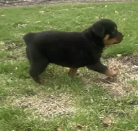 Helga, a female Rottweiler for sale in Chrisman, IL – Photo 3 of 6