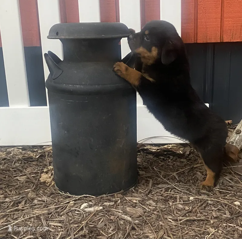 Helga, a female Rottweiler for sale in Chrisman, IL – Photo 1 of 6