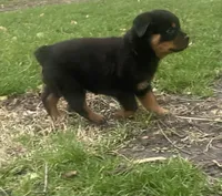 Helga, a female Rottweiler for sale in Chrisman, IL – Photo 2 of 6