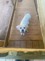 Diesel , a male Lhasa Apso for sale in Eastanollee, GA – 5 of 9
