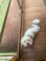 Mr. Kleen , a male Lhasa Apso for sale in Eastanollee, GA – 5 of 8