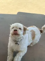 Mr. Kleen, a male Lhasa Apso for sale in Eastanollee, GA – 3 of 6