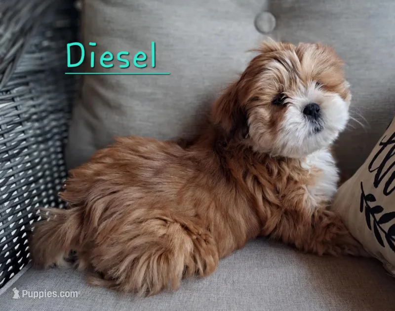 Diesel  – Lhasa Apso puppy for sale in Eastanollee, GA