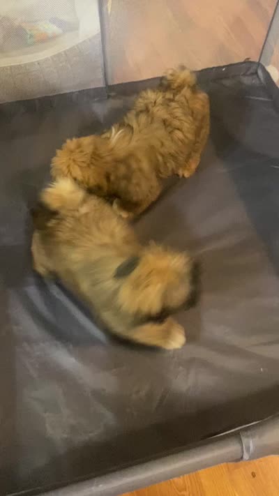 Coco, a female Lhasa Apso for sale in Eastanollee, GA – 3 of 3