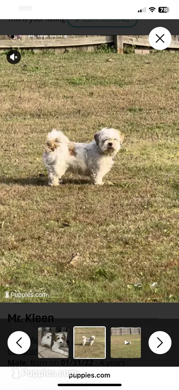 Mr. Kleen  – Lhasa Apso puppy for sale in Eastanollee, GA