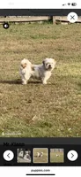 Mr. Kleen , a male Lhasa Apso for sale in Eastanollee, GA – 1 of 8