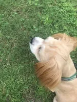 Diesel , a male Lhasa Apso for sale in Eastanollee, GA – 3 of 7