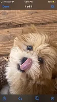 Diesel , a male Lhasa Apso for sale in Eastanollee, GA – 7 of 7
