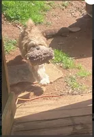 Diesel , a male Lhasa Apso for sale in Eastanollee, GA – 3 of 9