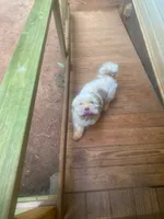Mr. Kleen , a male Lhasa Apso for sale in Eastanollee, GA – 7 of 8