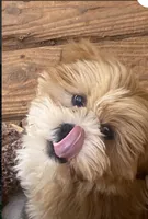 Diesel , a male Lhasa Apso for sale in Eastanollee, GA – 2 of 9