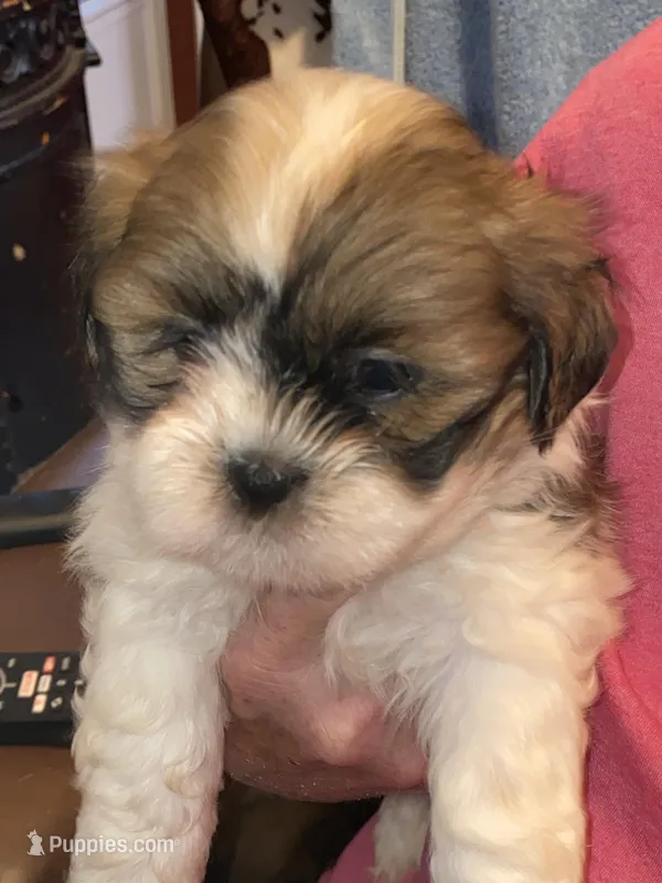 Patches – Lhasa Apso puppy for sale in Eastanollee, GA