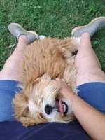 Diesel , a male Lhasa Apso for sale in Eastanollee, GA – 2 of 7