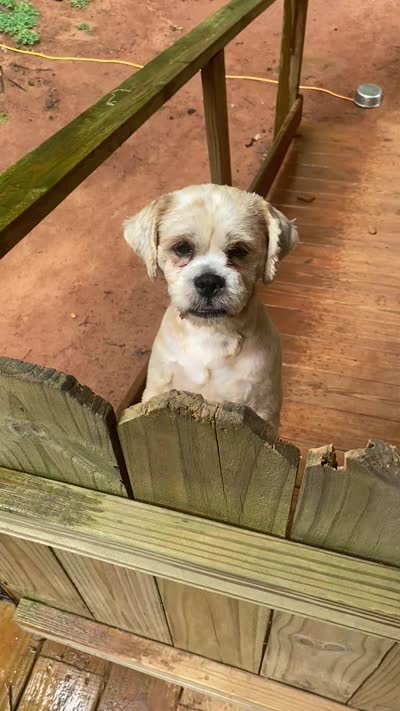 Diesel , a male Lhasa Apso for sale in Eastanollee, GA – 8 of 9