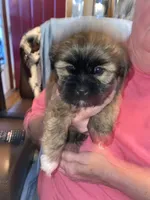 Coco, a female Lhasa Apso for sale in Eastanollee, GA – 1 of 3
