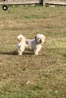 Mr. Kleen, a male Lhasa Apso for sale in Eastanollee, GA – 5 of 6
