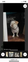 Mr. Kleen , a male Lhasa Apso for sale in Eastanollee, GA – 2 of 8