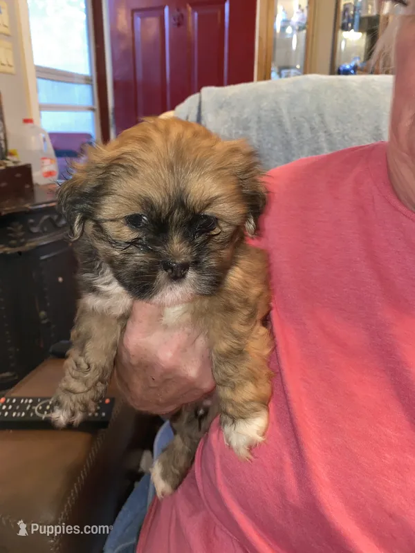 Cuddles  – Lhasa Apso puppy for sale in Eastanollee, GA