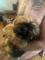 Coco, a female Lhasa Apso for sale in Eastanollee, GA – 2 of 3