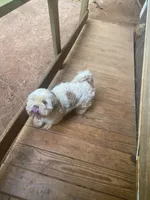 Mr. Kleen , a male Lhasa Apso for sale in Eastanollee, GA – 8 of 8
