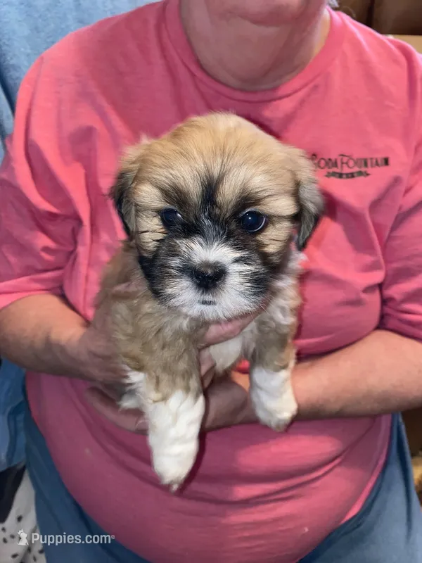 Frankie – Lhasa Apso puppy for sale in Eastanollee, GA
