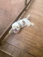 Mr. Kleen , a male Lhasa Apso for sale in Eastanollee, GA – 6 of 8